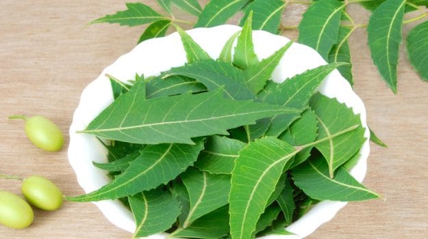 Will neem leaves neutralize Coronavirus? Know what experts say