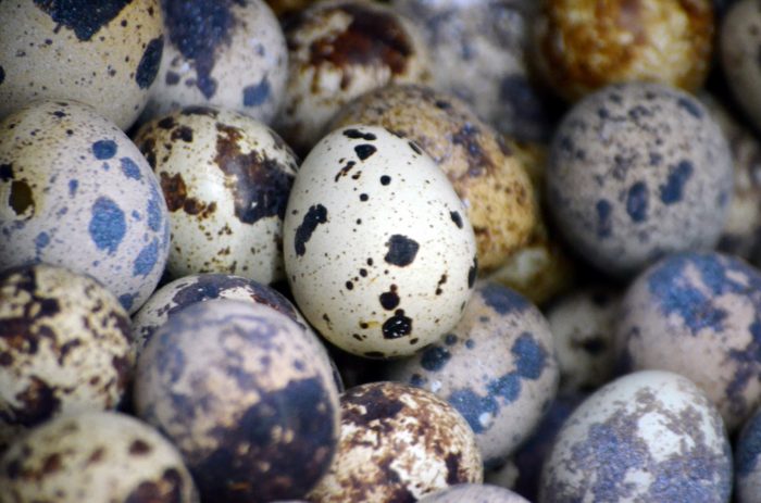 6 Big Benefits of Eating Quail Eggs